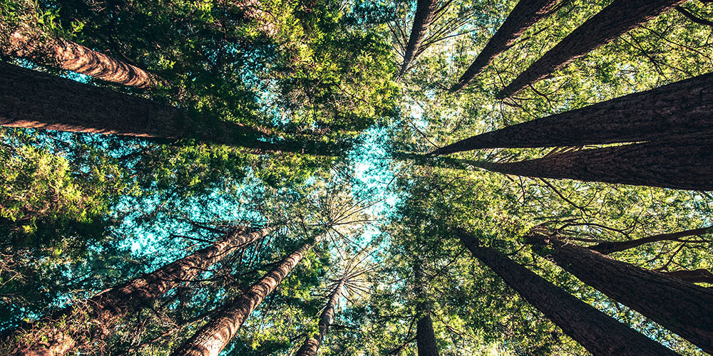 arboles y madera de bosque sostenible
